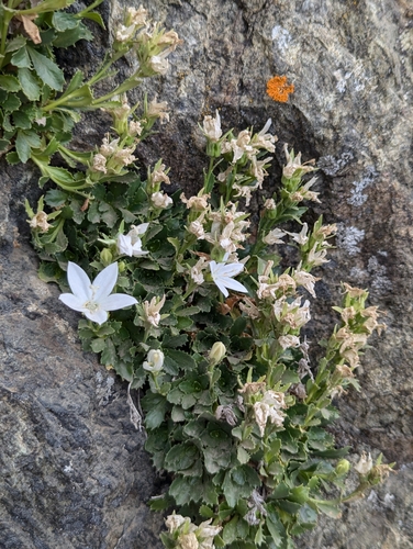 Image of Campanula piperi by (c) John Brew, some rights reserved (CC BY)