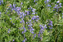 Lupinus arcticus