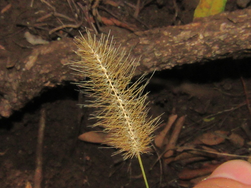 Setaria parviflora observed 2024-08-17