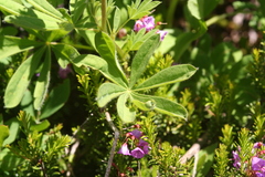 Lupinus arcticus