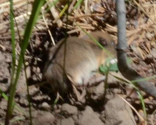iNaturalist observation photo of Rodents
