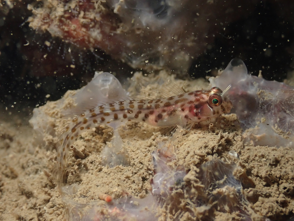 Laiphognathus longispinis