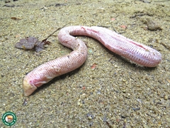 Leposternon microcephalum