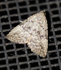 Tolpiodes oligolasia