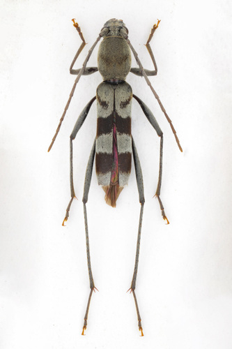 Demonax substitutus
