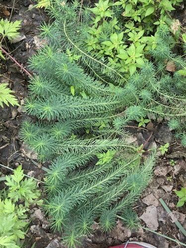Euphorbia cyparissias