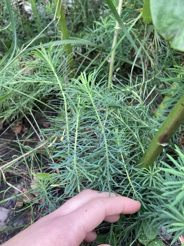 Euphorbia cyparissias