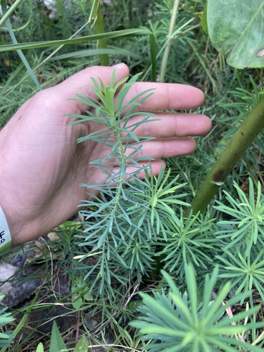 Euphorbia cyparissias