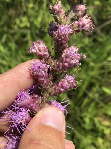 Liatris X frostii
