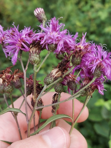 Image of Vernonia glauca by no rights reserved