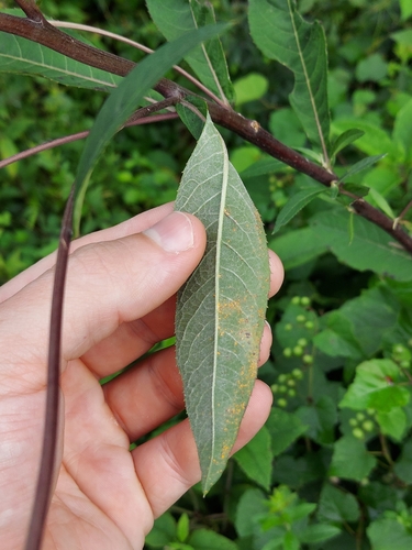 Image of Vernonia glauca by no rights reserved