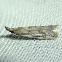 Peoria longipalpella
