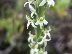 Platanthera yadonii