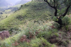 Syncolostemon