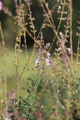 Syncolostemon