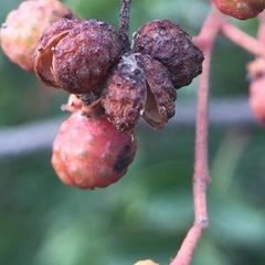 Zanthoxylum simulans