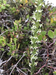 Platanthera yadonii