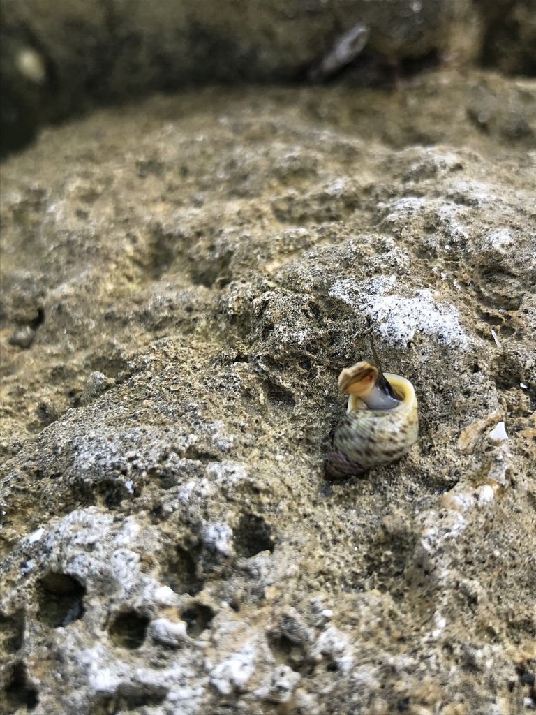 Littoraria tessellata