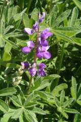 Lupinus arcticus