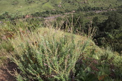 Syncolostemon