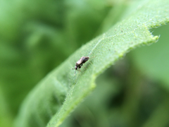 Hemiptera