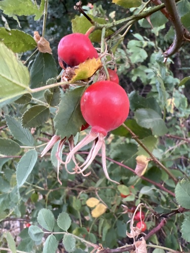 California Wild Rose fruiting