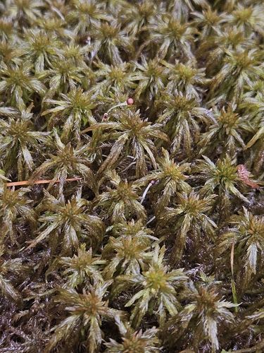 Sphagnum jensenii, 2024-08-19