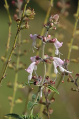Syncolostemon