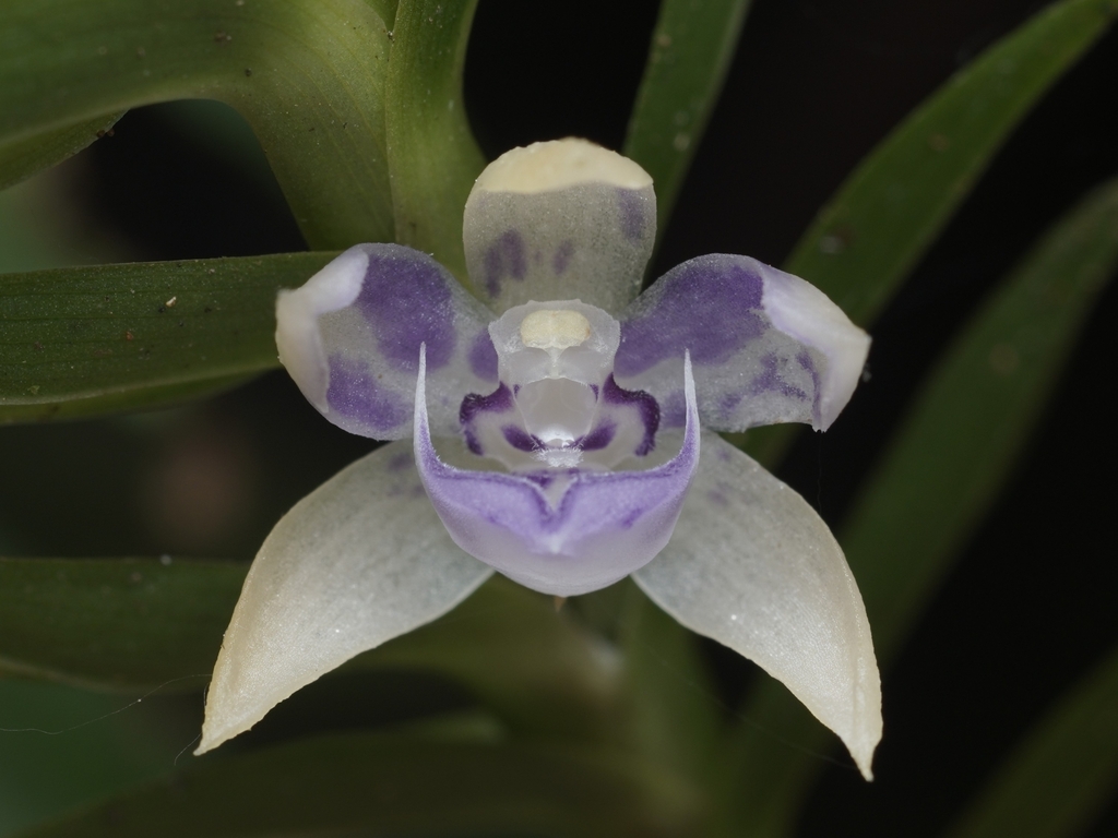 Dichaea andina