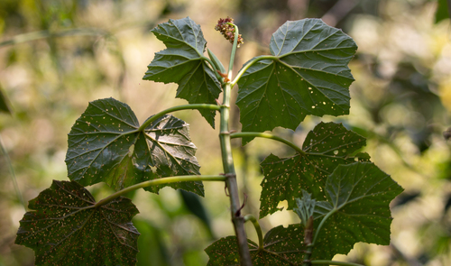 Begonia reniformis