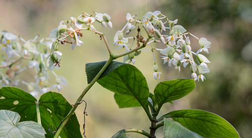 Begonia reniformis