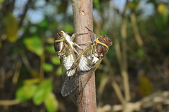 Diceroprocta obscurior