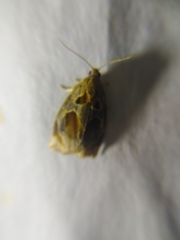 Archips crataegana