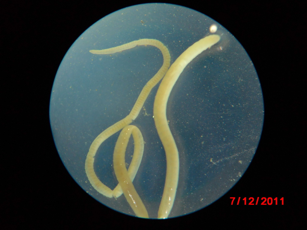 white potworm