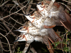 Mesitornis variegatus