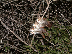 Mesitornis variegatus