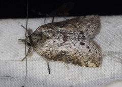 Nycteola polycyma