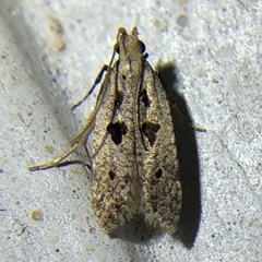 Deltophora sella