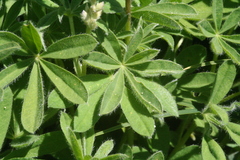 Lupinus arcticus