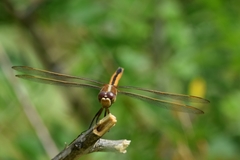 Libellula auripennis