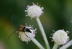 Etorofus obliteratus