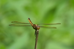 Libellula auripennis