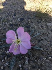 Oenothera albicaulis