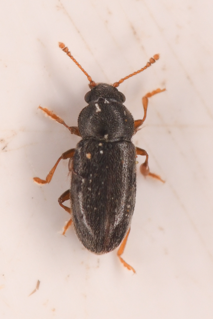 Telmatophilus americanus