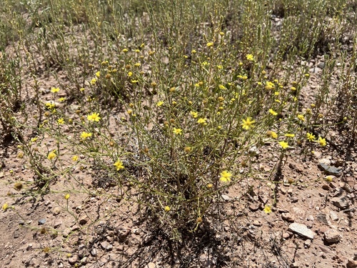 Roundleaf Snakeweed