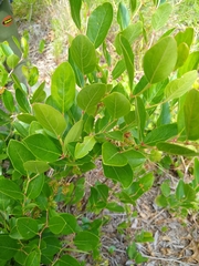 Lyonia mariana