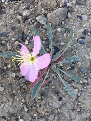 Oenothera albicaulis