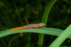 Sphaerodactylus ruibali