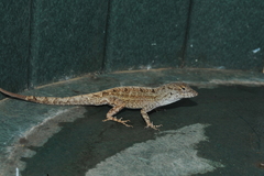 Anolis jubar albertschwartzi