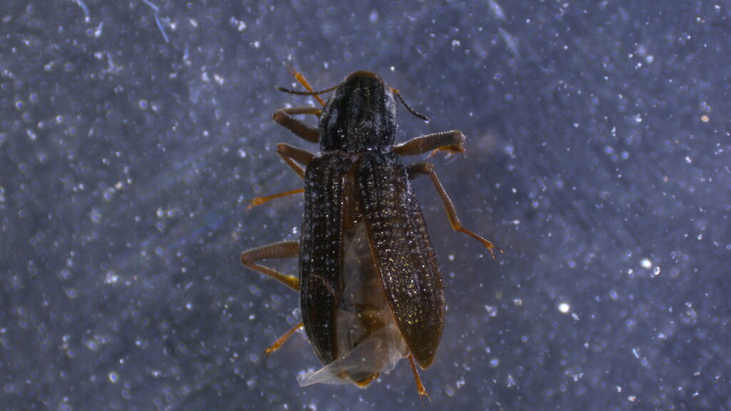 Cylloepus abnormis